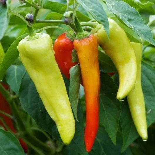 Sweet Banana Pepper Seeds, Non-GMO, Sweet Hungarian Variety, Capsicum annuum, Shipped with Tracking