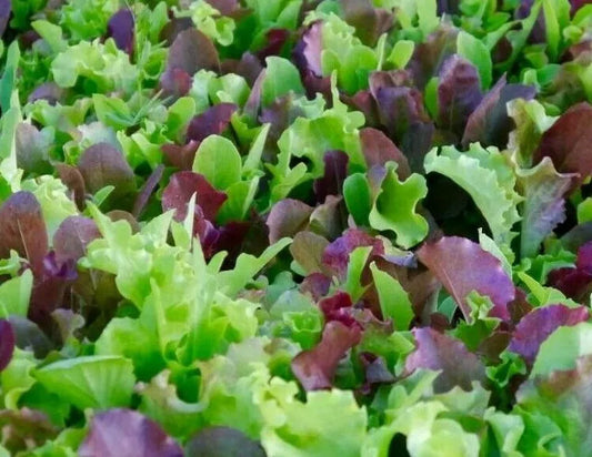 Mesclun Mix Seeds 500+ Lettuce Kale Tatsoi Healthy Garden Greens - Brassica rapa and Lactuca sativa