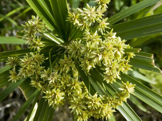 Lovage Seeds - 400 Count - Levisticum officinale - Heirloom Culinary Herb Seeds for Gardens