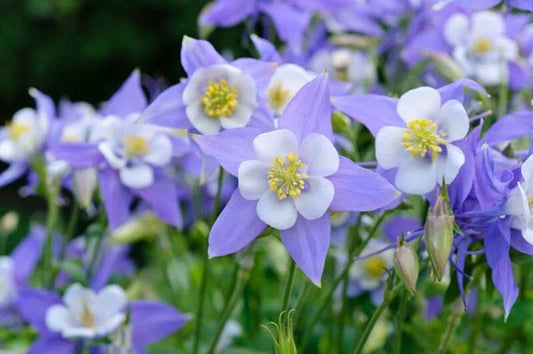 Colorado Blue Columbine Seeds - 50 Pack - Aquilegia caerulea - Perennial Wildflower Seeds for Garden Planting