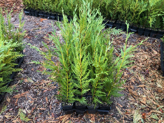 Leyland Cypress Trees 12"-18" Box of 25 in Pots - Fast-Growing Evergreen (Cupressocyparis leylandii)