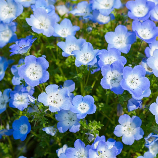 Nemophila Baby Blue Eyes Seeds - 100 Fresh Seeds - Wildflower Variety - Nemophila menziesii