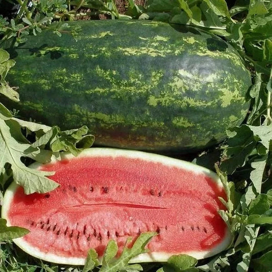 Kleckley's Sweet Watermelon Seeds - 25+ Heirloom Seeds - Large & Super Sweet - Citrullus lanatus