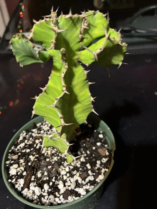 Euphorbia Pseudocactus - Live Succulent Plant - False Cactus - Bare Root
