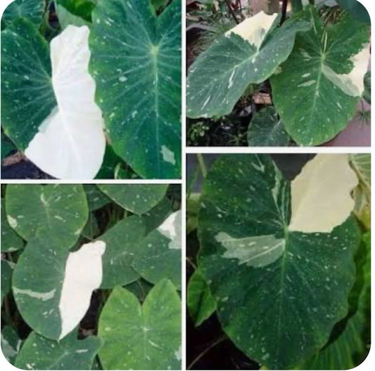 Elephant Ear Plant - Small Rooted Starter - Colocasia esculenta - Tropical Foliage - Houseplant