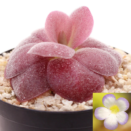 Pinguicula agnata 'Red Leaf' - Mexican Butterwort Carnivorous Plant, ~1" Live Plant