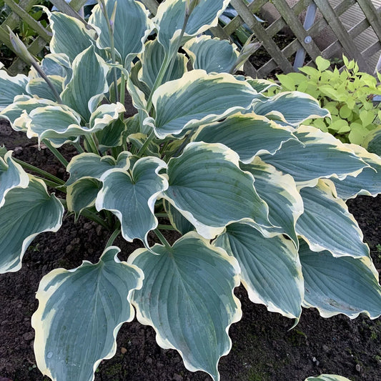 Hosta Plant 5.25" Pot Hope Springs Eternal Perennial (Hosta 'Hope Springs Eternal') Proven Winners