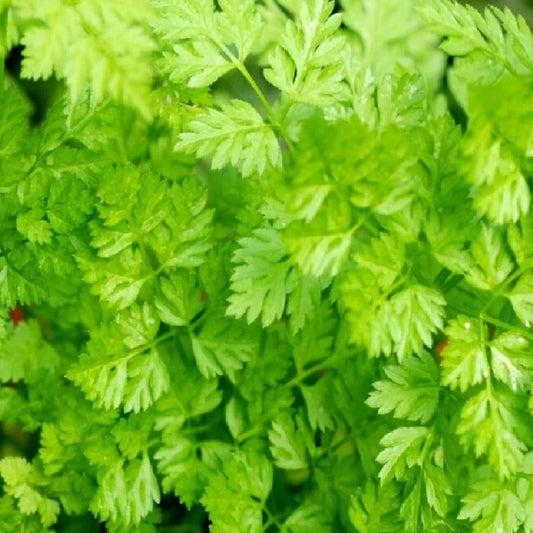 Curled Chervil Seeds | Heirloom NON-GMO | Fresh Garden Seeds | Anthriscus cerefolium