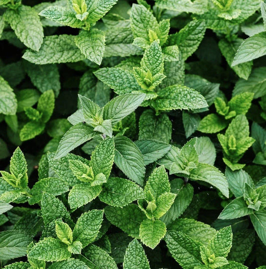 Peppermint Seeds 3000+ Count Non-GMO Heirloom Perennial Mentha piperita