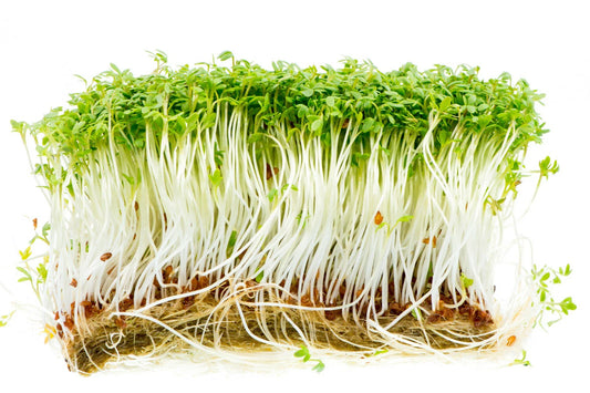 Curled Garden Cress Seeds - 1000+ Non-GMO Seeds for Microgreens - Lepidium sativum