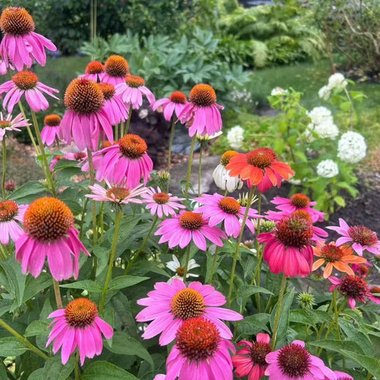 Purple Coneflower Seeds - 100 Count Echinacea Purpurea, Pollinator-Friendly Perennial, Stunning Garden Plant