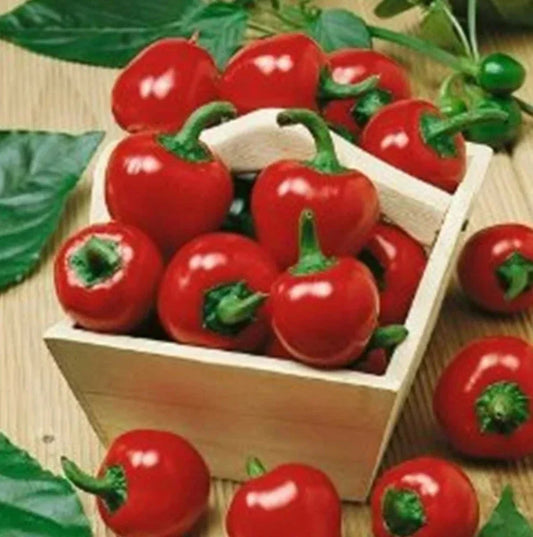 Large Red Cherry Hot Pepper Seeds - 1000+ Seeds - Capsicum annuum - 3000-5000 Scoville Heat Units