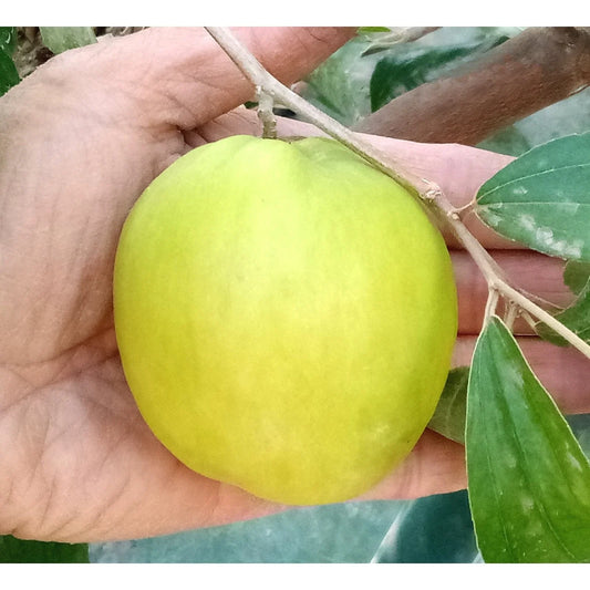 Taiwan Green Jujube Tree Cutting 10" Graft Large Juicy Sweet 19Brix Ziziphus jujuba
