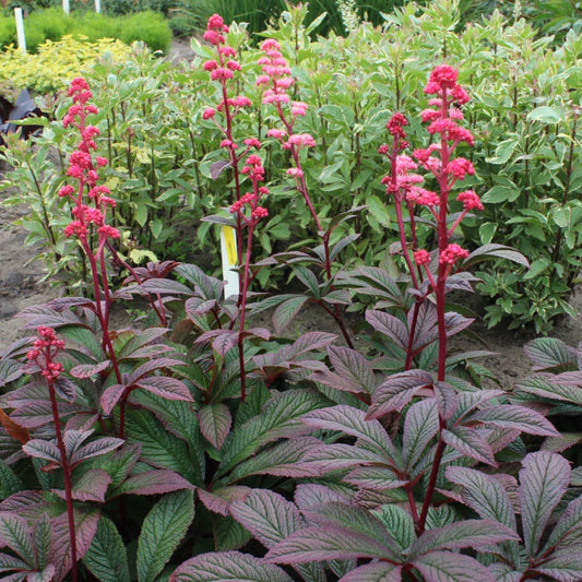 Rodgersia ‘Bronze Peacock’ Live Starter Plant - Hardy Perennial with Bronze Foliage - Ideal for Shade Gardens
