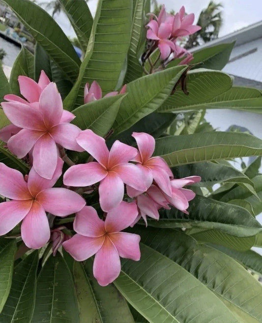 Rooted Pink Hawaiian Plumeria Plant 8-12” Frangipani - Tropical Flowering Plant from Florida