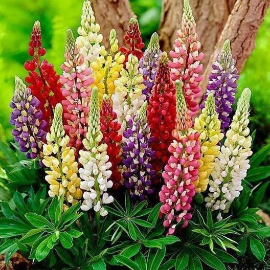 Russell Lupine Seeds, MINARETTE DWARF Mixed Colors, Perennial Flower, Lupinus, Non-GMO, 50 Seeds