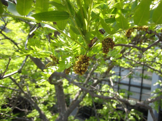 Thornless Honey Locust Seeds, 25 Count, Gleditsia triacanthos Inermis, Drought-Tolerant, Fast-Growing Tree