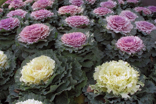 Ornamental Kale Seeds Non-GMO - Colorful Varieties for Gardening - Brassica oleracea