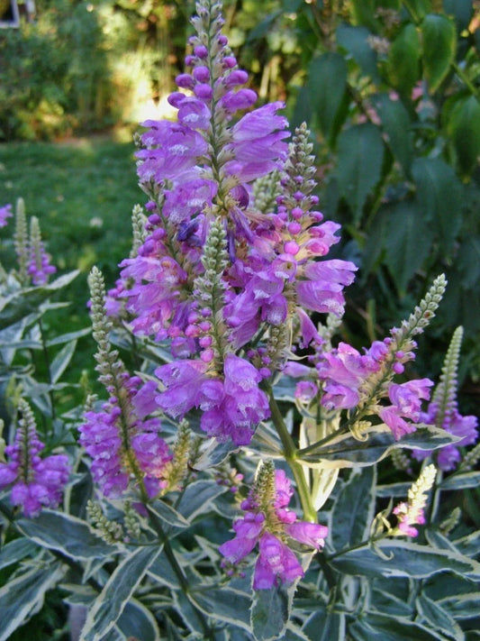 Obedient Plant Variegata Live Plant - Pink Flowers in Late Summer to Fall (Physostegia virginiana)