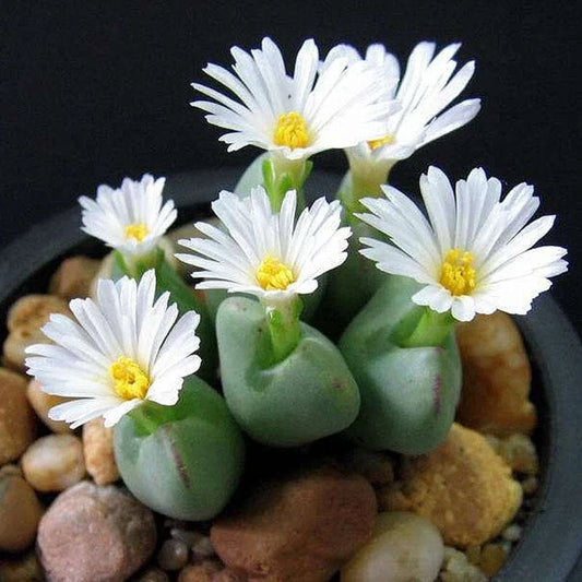 Lithops Seeds - Mixed White Flower Succulent Seeds, 100pcs/pack, Living Stones (Lithops spp.)