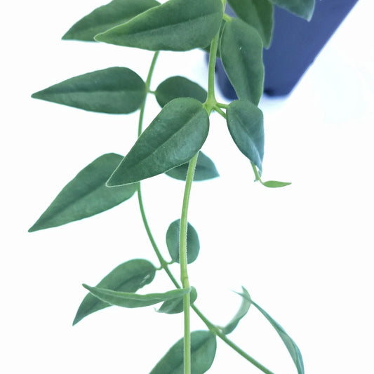 Hoya Bella Cutting - One Stem - California Grown Live Houseplant - Hoya bella