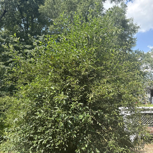 Live Mulberry Tree Plant | Well-Rooted | Morus spp. | Ideal for Home Garden | Fast Shipping from USA