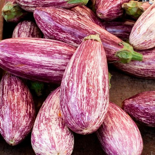 Pandora Striped Rose Eggplant Seeds - 30 Fresh Harvest Seeds - Solanum melongena