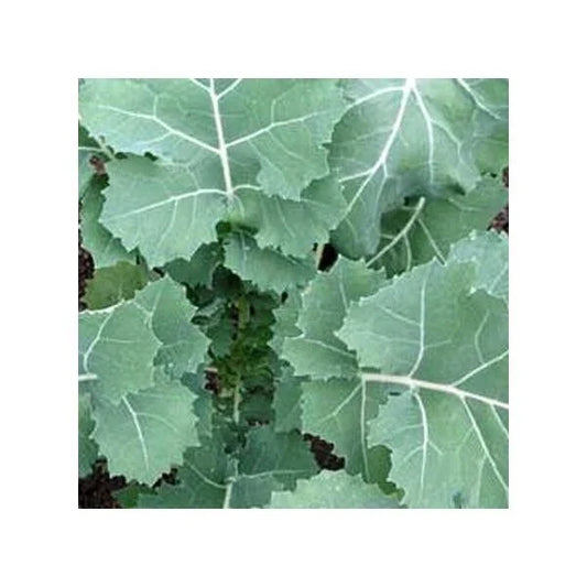 Kale Seeds - Premier Non-GMO Heirloom, Early Hanover Variety, Fast Shipping - Brassica oleracea