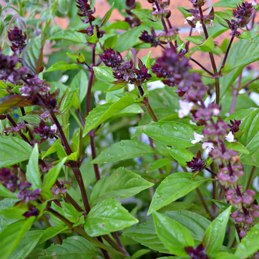 Cinnamon Basil Seeds, NON-GMO, Ocimum basilicum, Various Sizes, Herb Garden Starter