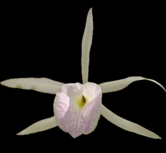Brassocattleya Playa Herradura Orchid Plant - Nodosa Variety - Super Bare Root Sale - Exotic Flowering Orchid