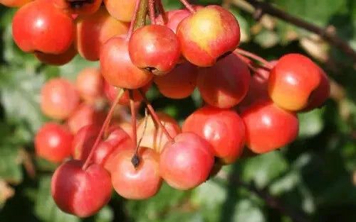 Red Sentinel Crabapple Seeds - 25+ Count for Garden Planting - Malus 'Red Sentinel' - USA