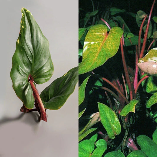 Live 7" Bare Cutting Red Emerald Philodendron, Easy to Grow Tropical Rainforest Plant (Philodendron erubescens)