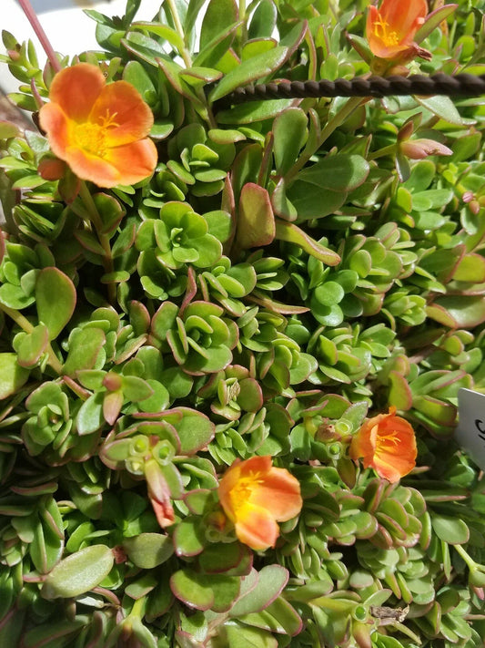 Coral Pink Purslane Cuttings - Single Flower - Portulaca oleracea