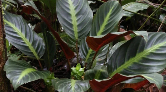 Ecuadoriana Calathea Seeds - 25+ Premium Seeds for Garden Planting - Calathea spp. - USA Seller with Free Shipping