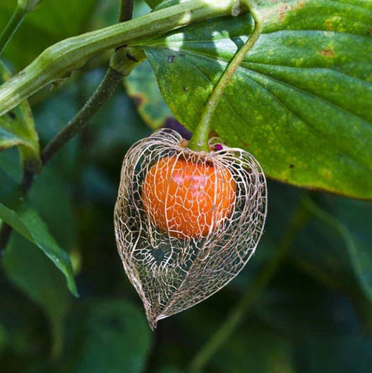Chinese Lantern Flower Seeds - 200 Dried Orange Seed Pods for Pollinators - Physalis alkekengi