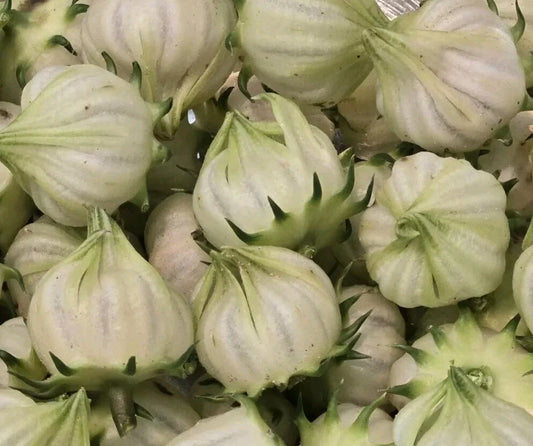 White Roselle Hibiscus 25 Seeds - Hibiscus Sabdariffa - Jamaican Sorrel