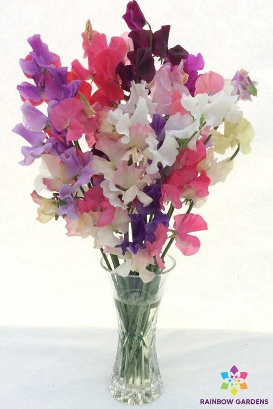 Winter Romance Sweet Pea Seeds - 50+ Pack for Garden Planting - Lathyrus odoratus - USA Grown, FREE SHIPPING