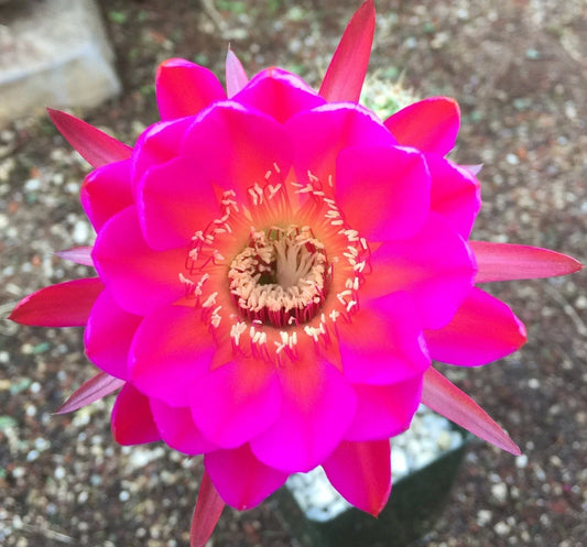 Echinopsis Schick Scheherazade Unrooted Buds - 2" Pot Size - Cactus Variety for Experts