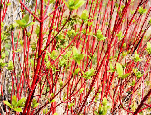 Red Dogwood Cuttings - No Roots, Easy to Grow - Cornus sericea - Plant Red Osier Dogwood for Vibrant Landscape Color