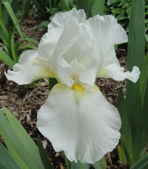 Tall Bearded Iris Plants - Ruffled White - 2 Pack - Iris germanica