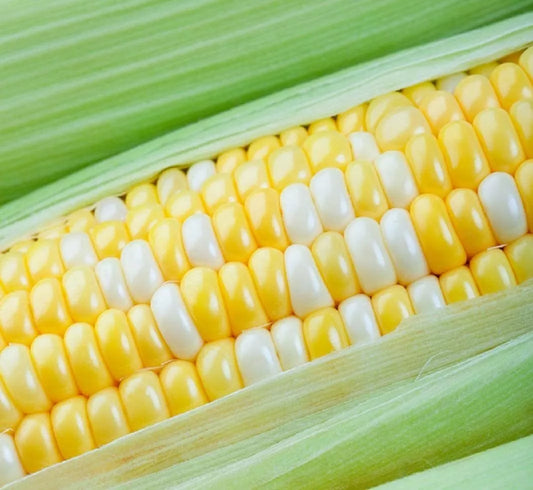 Peaches and Cream Sweet Corn Seeds - 30 Seeds - Zea mays - Heirloom Variety for Home Garden