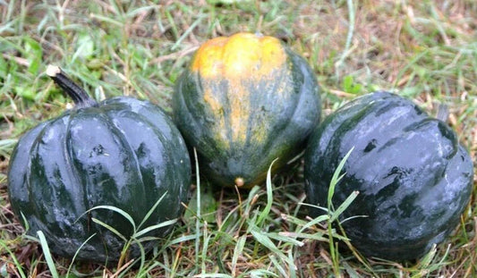 Table Queen Acorn Squash Seeds - 20 Fresh Premium Seeds - Cucurbita pepo