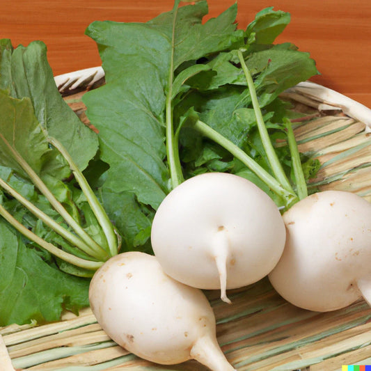 Shogoin Turnip Seed Bulk 3,000 Count | Microgreen Vegetable Seed for Sprouting or Garden | Brassica rapa