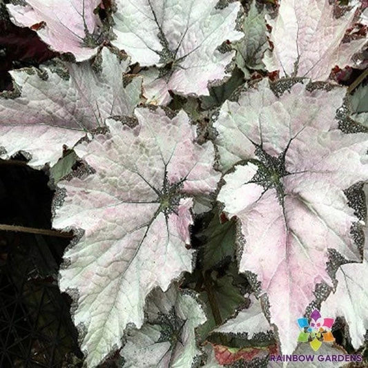 Champagne Bubbles Begonia Seeds - 25+ Premium Seeds for Garden Planting - Begonia x hiemalis