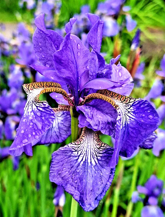 Siberian Iris Seeds - 100 Seeds - Lavender-Blue - Iris Sibirica