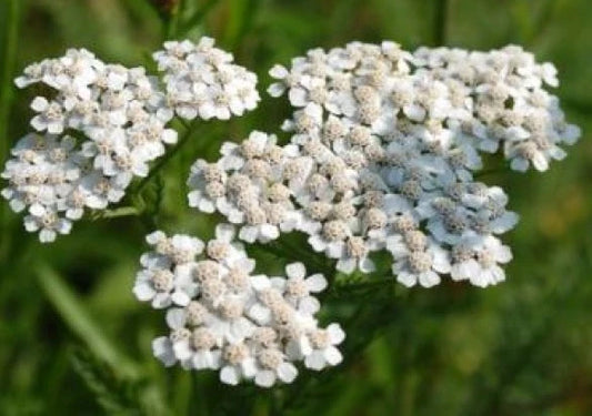 White Yarrow Perennial Flower Seeds - 200 Fresh Seeds - Achillea millefolium - Free USA Shipping