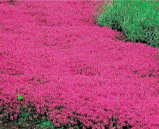 Creeping Thyme Seeds 600 Count Scarlet Red Ground Cover Perennial (Thymus serpyllum) Rock Garden Plant