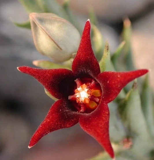 Orbea Semitubiflora Potted Plant 3.5" - Well Rooted Succulent, Unique Starfish Flower, No Ship to CA or AZ