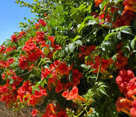 Scarlet Trumpet Creeper Live Bare-Root Plant 8"-12" Hummingbird Vine Campsis radicans - US Seller