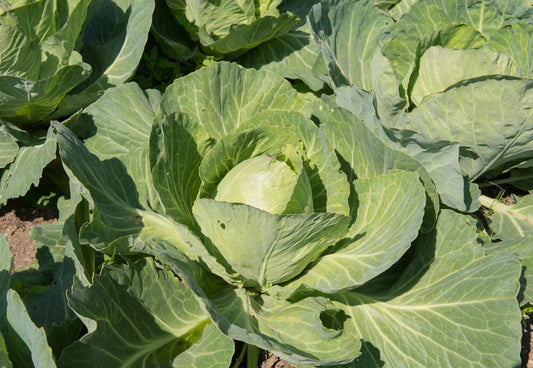 Earliana Cabbage Seeds, 500+ Count, Heirloom Vegetable Seeds for Garden Planting, Brassica oleracea, USA